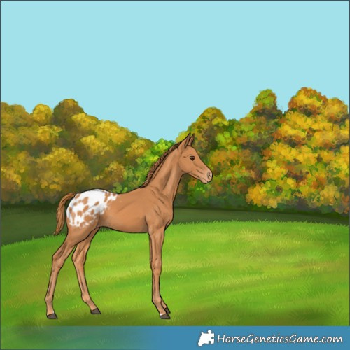 Horse Color:Chestnut Blanket