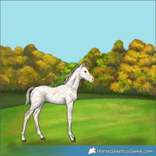 Horse Color:Palomino Dun Near Leopard Brindle