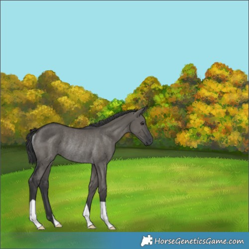 Horse Color:Grullo Rabicano 