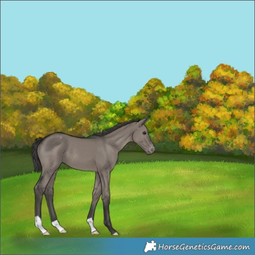 Horse Color:Grullo Appaloosa 