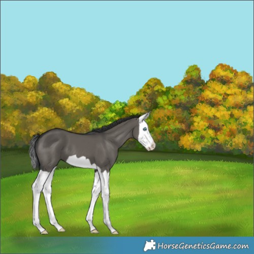 Horse Color:Grullo Splash 