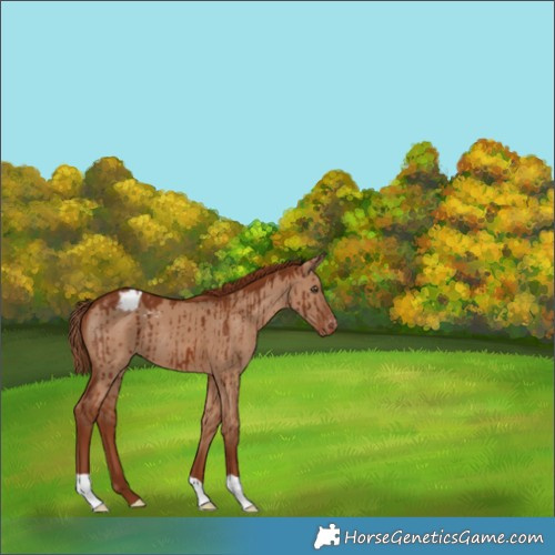 Horse Color:Red Dun Appaloosa Brindle 