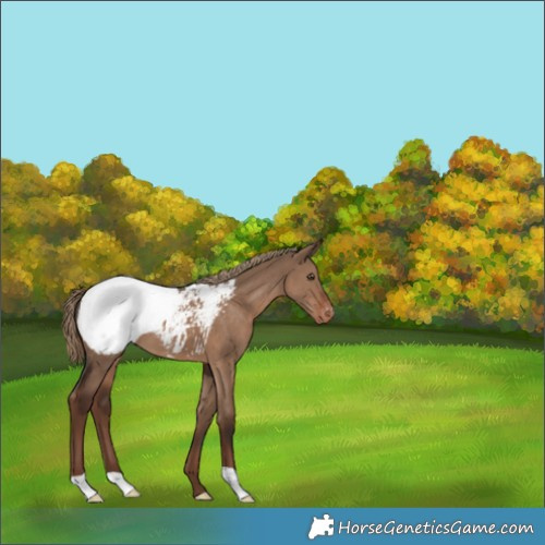Horse Color:Liver Red Dun Appaloosa 