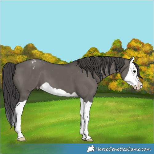 Horse Color:Grullo Splash Appaloosa