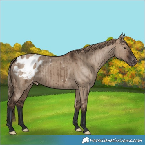 Horse Color:Liver Red Dun Appaloosa Brindle 