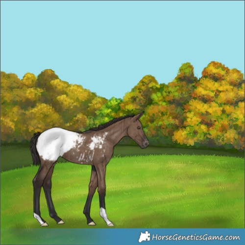 Horse Color:Liver Red Dun Appaloosa Brindle 