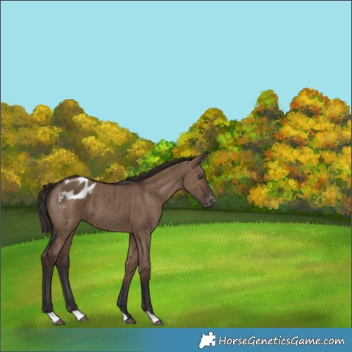 Horse Color:Liver Red Dun Appaloosa Brindle 