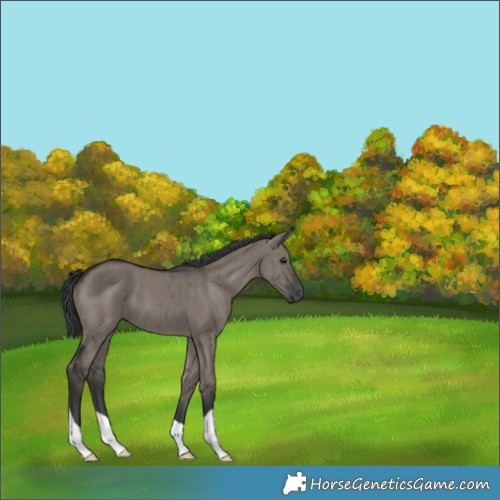 Horse Color:Grullo Brindle 