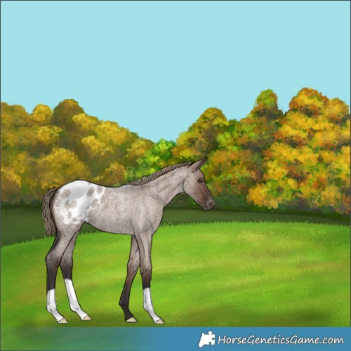 Horse Color:Liver Red Dun Roan Appaloosa 