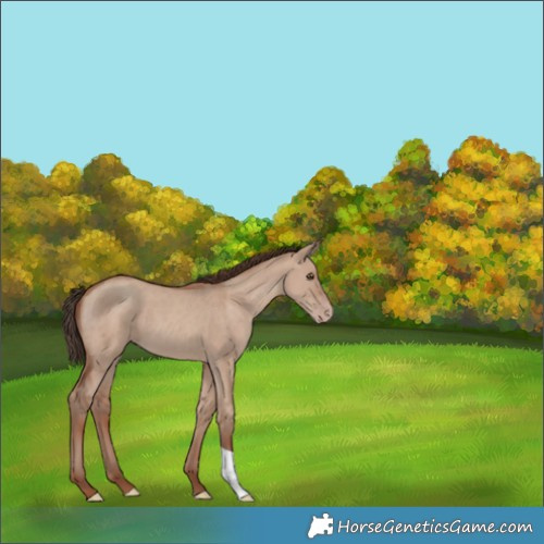 Horse Color:Classic Champagne Dun 