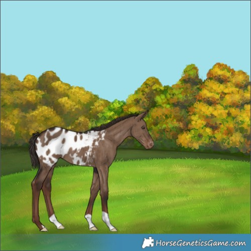 Horse Color:Liver Red Dun Appaloosa Brindle 