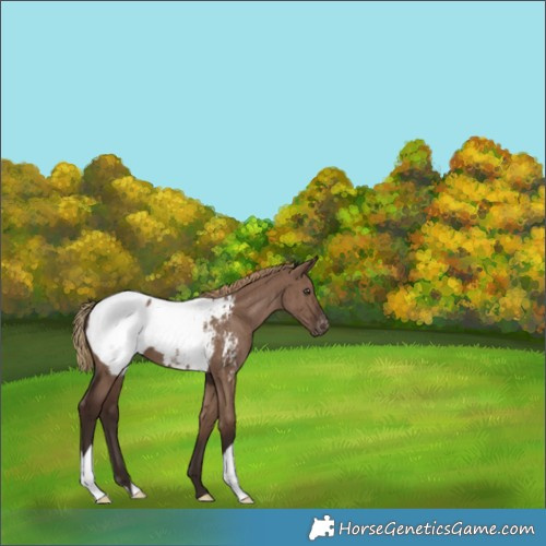 Horse Color:Liver Red Dun Appaloosa Brindle 