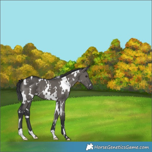 Horse Color:White Spotted Grullo 