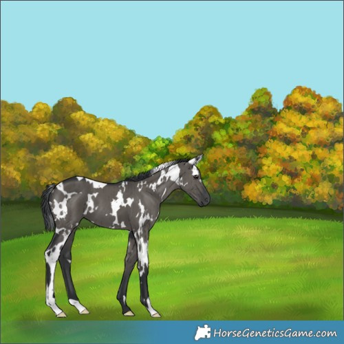 Horse Color:White Spotted Grullo Brindle