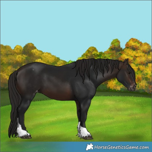 Horse Color:Gray Bay Tobiano Appaloosa 