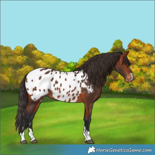 Horse Color:Bay Appaloosa