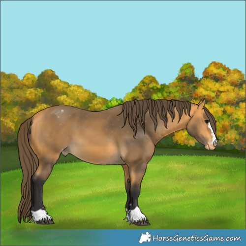 Horse Color:Buckskin Appaloosa