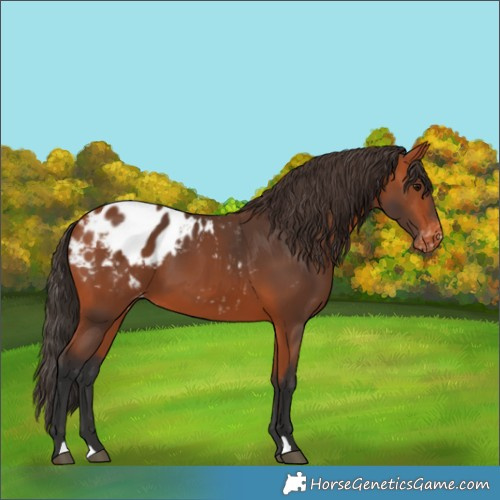 Horse Color:Bay Appaloosa 