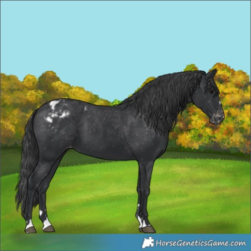 Horse Color:Black Blanket 