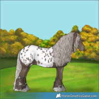 Horse Color:Silver Black Appaloosa 