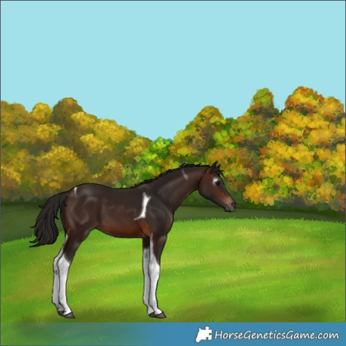 Horse Color:Gray Bay Tobiano 