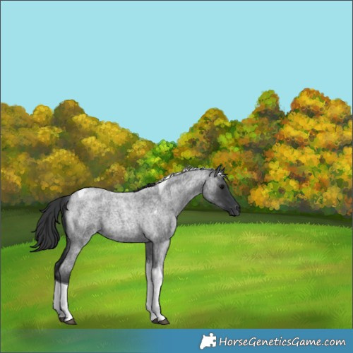 Horse Color:Blue Roan Tobiano