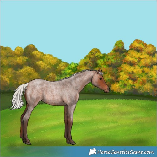 Horse Color:Silver Brown Roan 