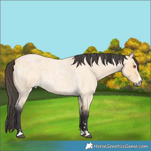 Horse Color:Buckskin Roan 