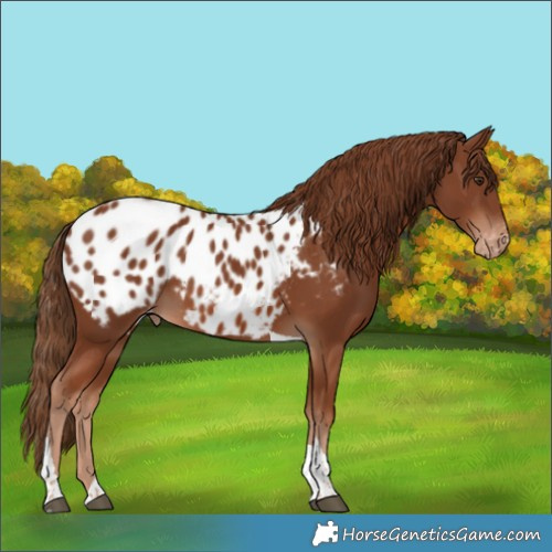 Horse Color:Chestnut Tobiano Appaloosa 