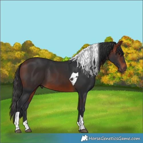 Horse Color:Bay Tobiano