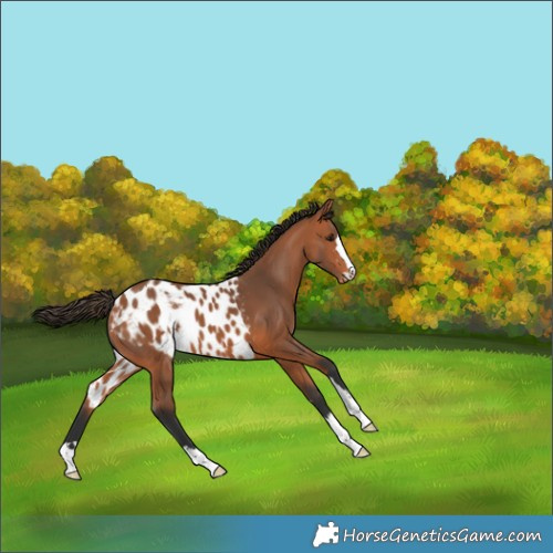Horse Color:Bay Skewed Appaloosa 
