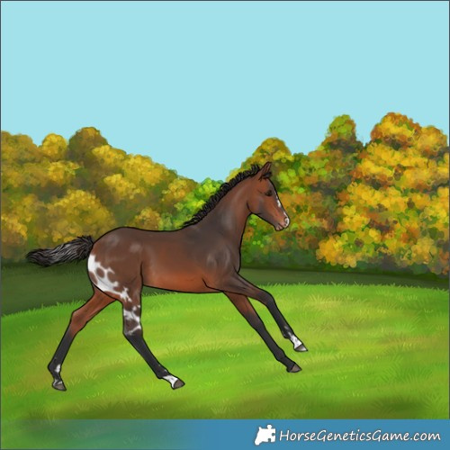 Horse Color:Bay Skewed Appaloosa