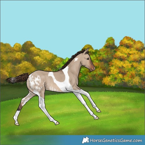 Horse Color:Brown Dun Tobiano Skewed LP Spotted Rabicano