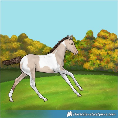 Horse Color:Amber Champagne Dun Tobiano Skewed Appaloosa 