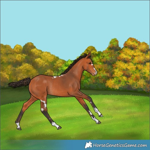 Horse Color:Bay Skewed Appaloosa Rabicano