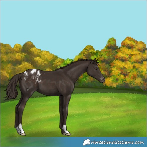 Horse Color:Liver Chestnut Varnish 