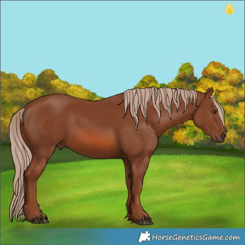 Horse Color:Chestnut 