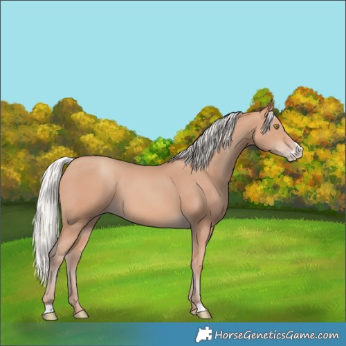 Horse Color:Silver Amber Champagne Frame 