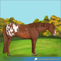 Horse Color:Chestnut Splash Blanket 