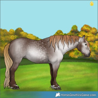Horse Color:Gray Chestnut 