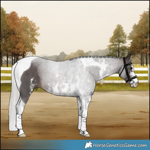 Horse Color:Silver Brown Sabino Tobiano