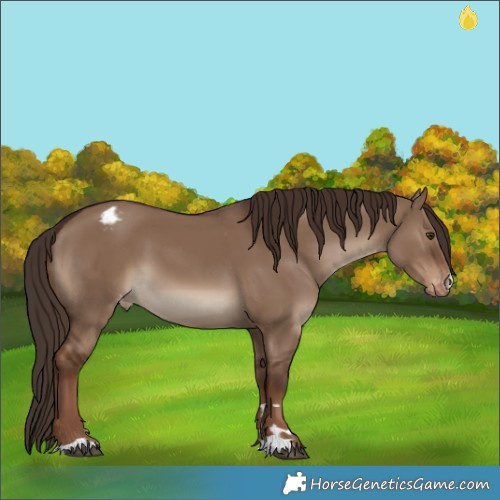 Horse Color:Liver Red Dun Appaloosa 