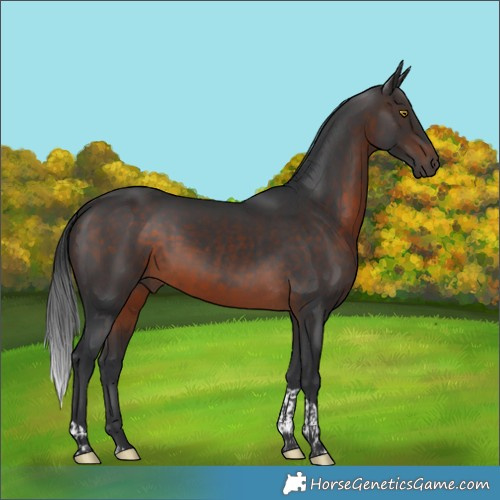 Horse Color:Brown Tobiano 