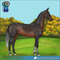 Horse Color:Brown Tobiano 