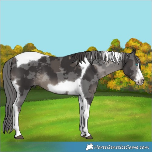 Horse Color:Smoky Black Merle Tobiano Frame 