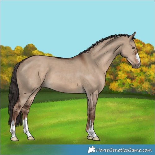 Horse Color:Liver Red Dun 