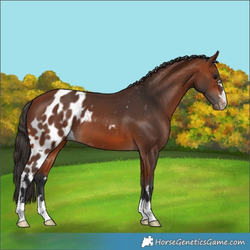 Horse Color:Bay Skewed Appaloosa 