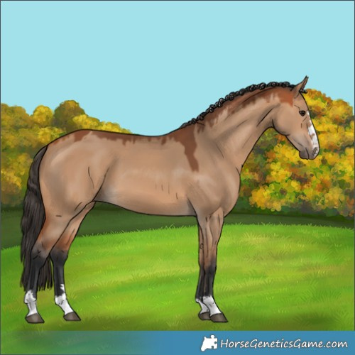 Horse Color:Bay Dun 