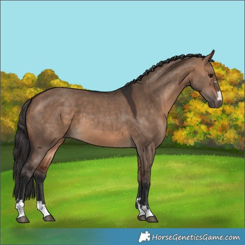 Horse Color:Bay Dun 