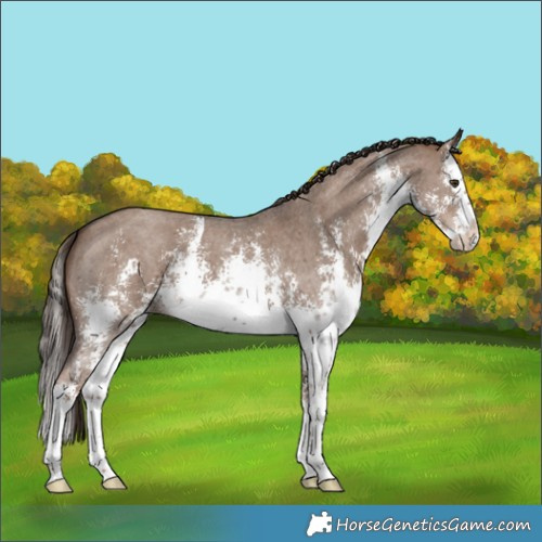 Horse Color:White Spotted Liver Red Dun Sabino Splash 